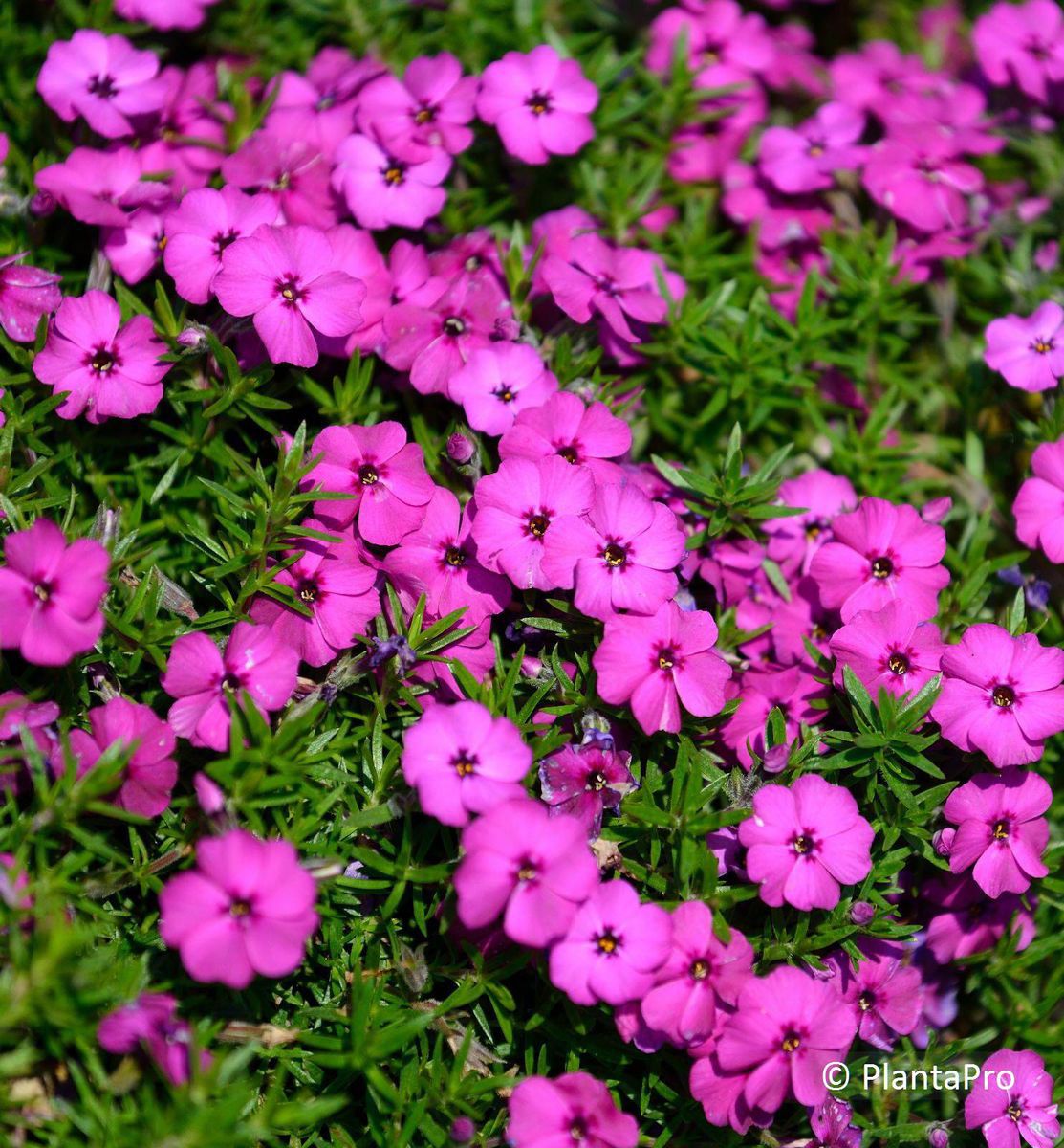 Phlox douglasii 'Red Admiral'